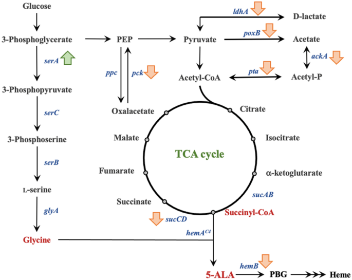 Modulation and proteomic changes on the heme pathway following treatment  with 5-aminolevulinic acid - ScienceDirect