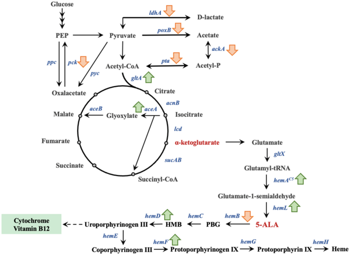 Modulation and proteomic changes on the heme pathway following treatment  with 5-aminolevulinic acid - ScienceDirect