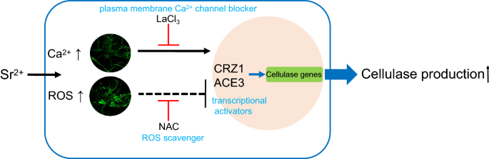 transduction du signal dans le calcium