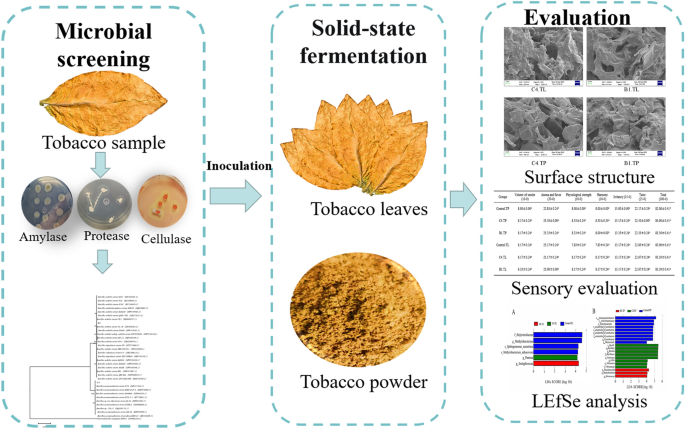 Tobacco microbial screening and application in improving the quality of  tobacco in different physical states | Bioresources and Bioprocessing