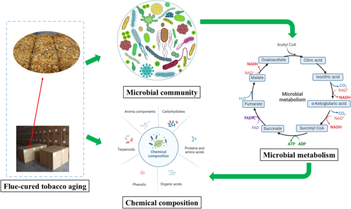 Changes in microbial composition during flue-cured tobacco aging and their  effects on chemical composition: a review | Bioresources and Bioprocessing 