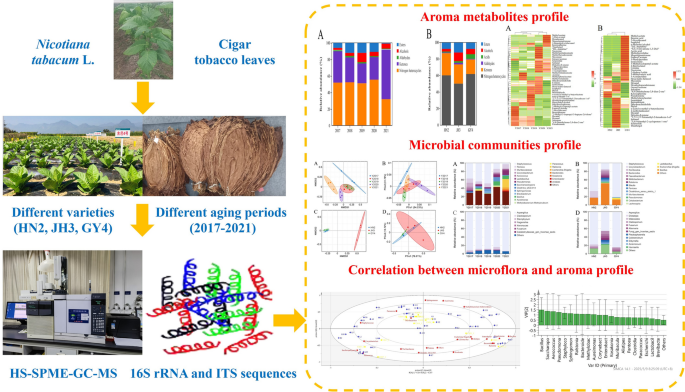 Characterization of aroma profile and microbial community of cigar tobacco  leaves from different aging periods and varieties and their correlations  analysis | Bioresources and Bioprocessing
