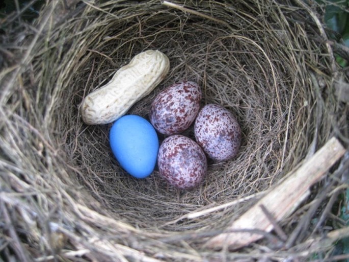 Does nest sanitation elicit egg rejection in an open-cup nesting cuckoo  host rejecter?, Avian Research