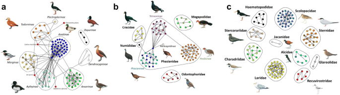 Multispecies hybridization in birds | Avian Research | Full Text