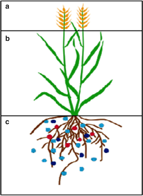 Bioengineering Techniques to Improve Nitrogen Transformation and  Utilization: Implications for Nitrogen Use Efficiency and Future  Sustainable Crop Production