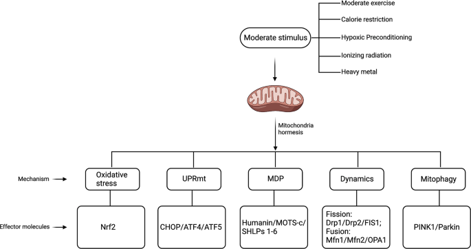 The current insights of mitochondrial hormesis in the occurrence and treatment of bone and cartilage degeneration