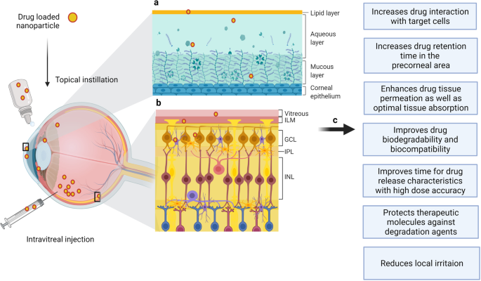 Amination-mediated nano eye-drops with enhanced corneal permeability and  effective burst release for acute glaucoma treatment - ScienceDirect