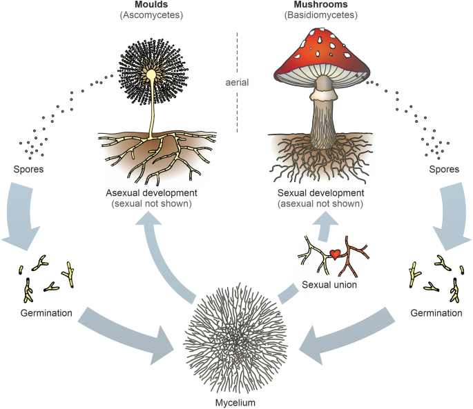 Engineering this fungi may produce eco-friendly alternative to synthetic  dyes