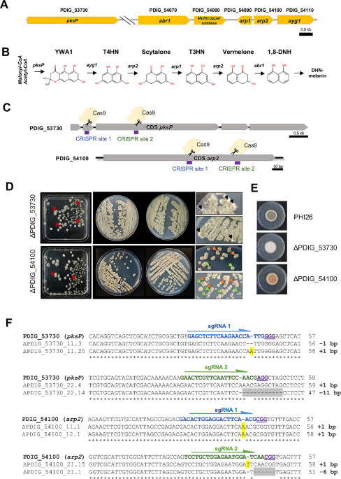 Increasing the efficiency of CRISPR/Cas9-mediated genome editing in the citrus postharvest pathogen Penicillium digitatum