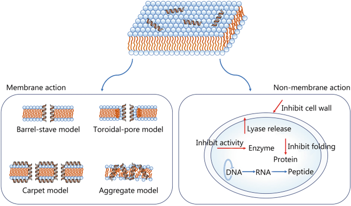 Antibacterial activity and antibiotic-modifying action of