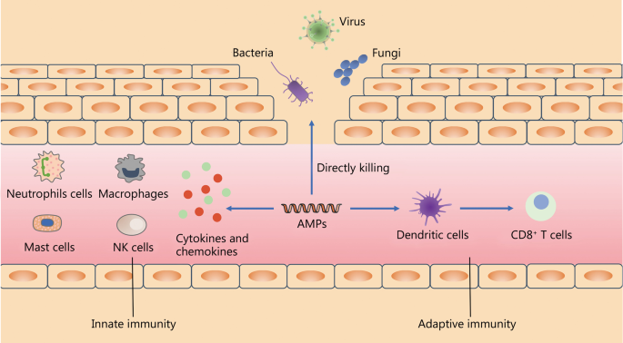 Antimicrobial peptides: a solution for antimicrobial resistance?