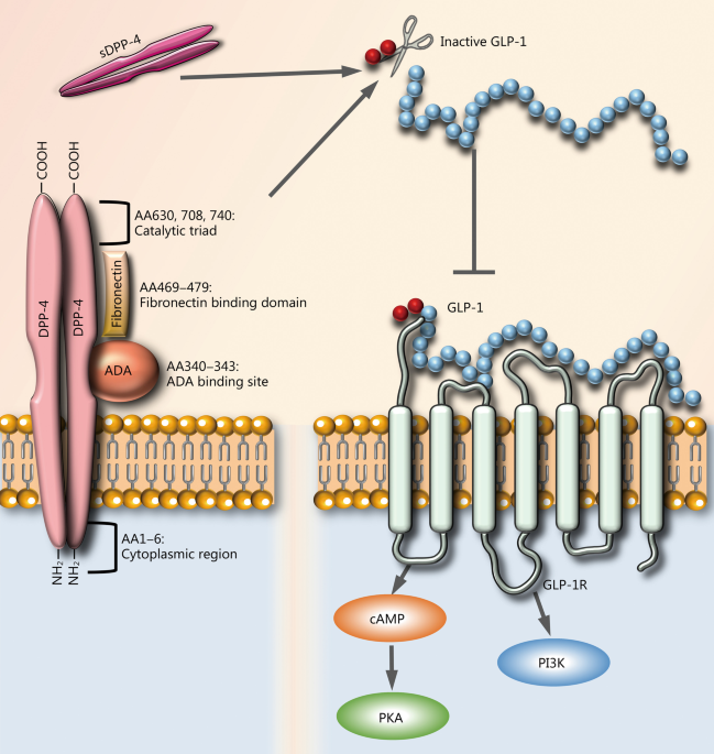 dpp4 and glp-1 combination DPP-4 inhibitors and GLP-1RAs: cardiovascular safety and benefits |  Military Medical Research