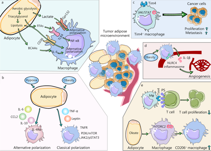 Metabolism of tissue macrophages in homeostasis and pathology