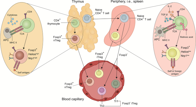Regulatory T cells in skin regeneration and wound healing, Military  Medical Research