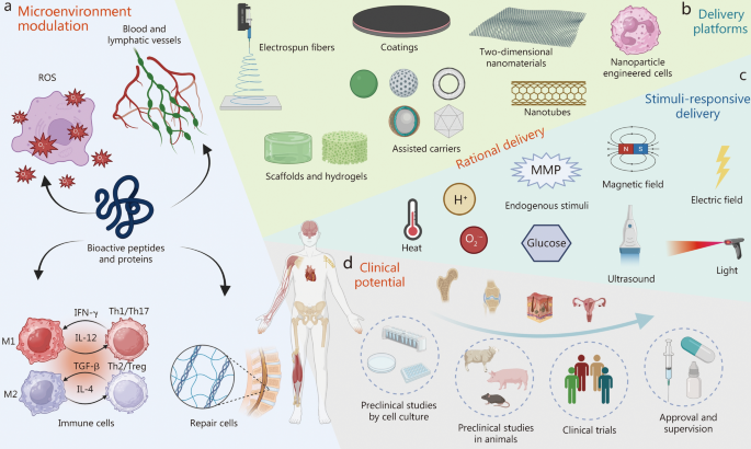 Bioactive peptides and proteins for tissue repair: microenvironment  modulation, rational delivery, and clinical potential | Military Medical  Research | Springer Nature Link