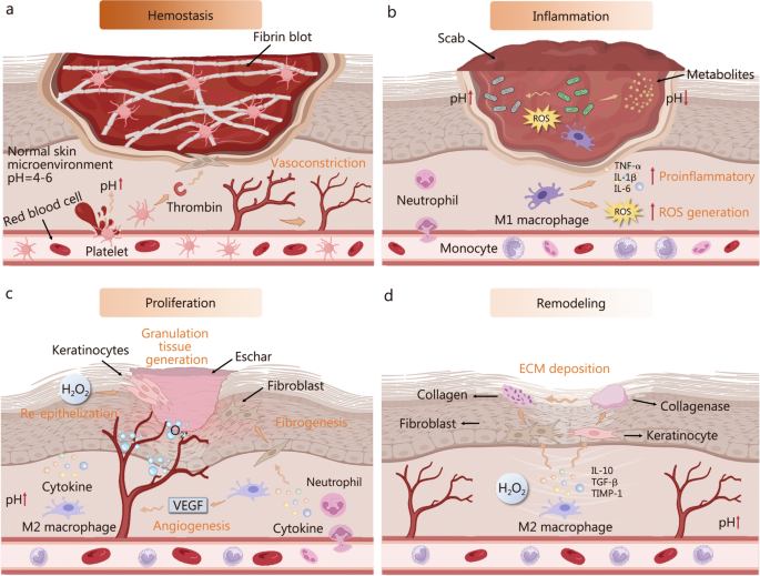 healinf crisis glutathione is such a critical soldier in our line of defense that our bodies make it themselves. We even have mechanisms that recycle and reuse it. But what happens when our toxic Glutamine metabolism tunes myeloid responses