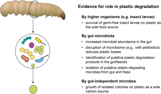 Microorganisms, Free Full-Text