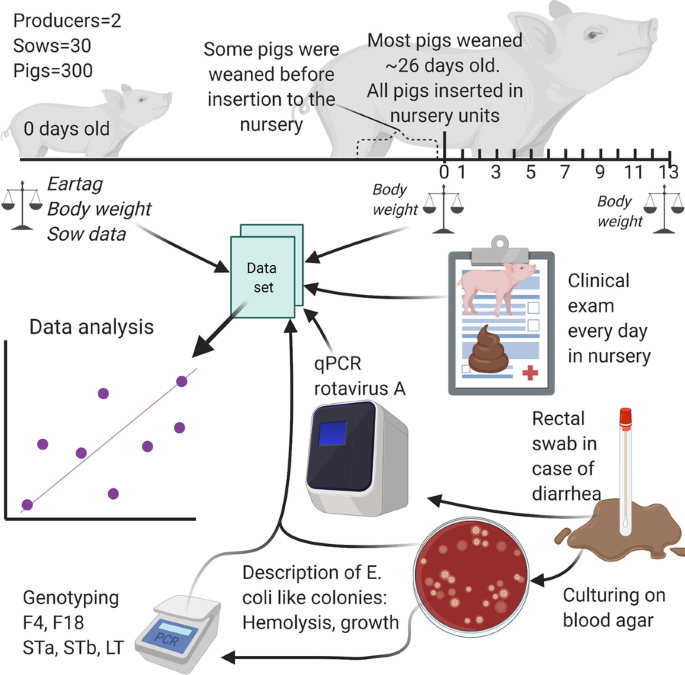 PDF) Case–control study of pathogens involved in piglet diarrhea