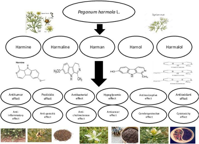 Improving health benefits with considering traditional and modern health  benefits of Peganum harmala | Clinical Phytoscience | Full Text