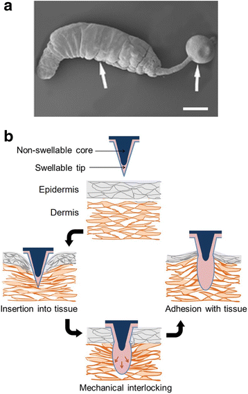 Advances in medical adhesives inspired by aquatic organisms' adhesion, Biomaterials Research