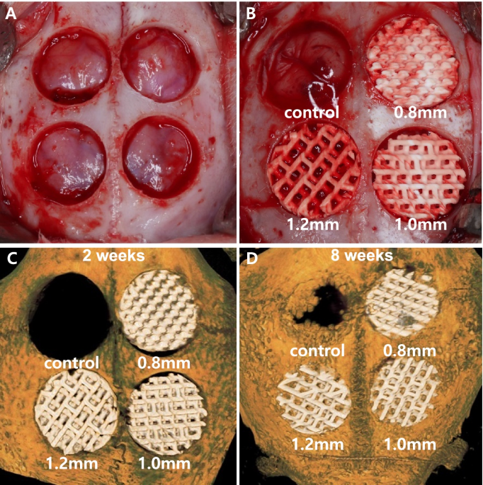 PDF) Use of chitosan and β-tricalcium phosphate, alone and in