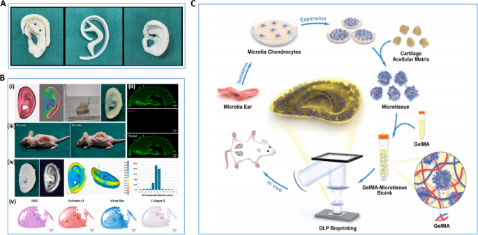 PDF) Bioprinting Applications in Craniofacial Regeneration