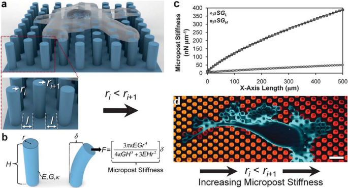 Substrate Compliance Directs the Osteogenic Lineages of Stem Cells from the  Human Apical Papilla via the Processes of Mechanosensing and  Mechanotransduction