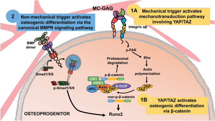 Substrate Compliance Directs the Osteogenic Lineages of Stem Cells from the  Human Apical Papilla via the Processes of Mechanosensing and  Mechanotransduction