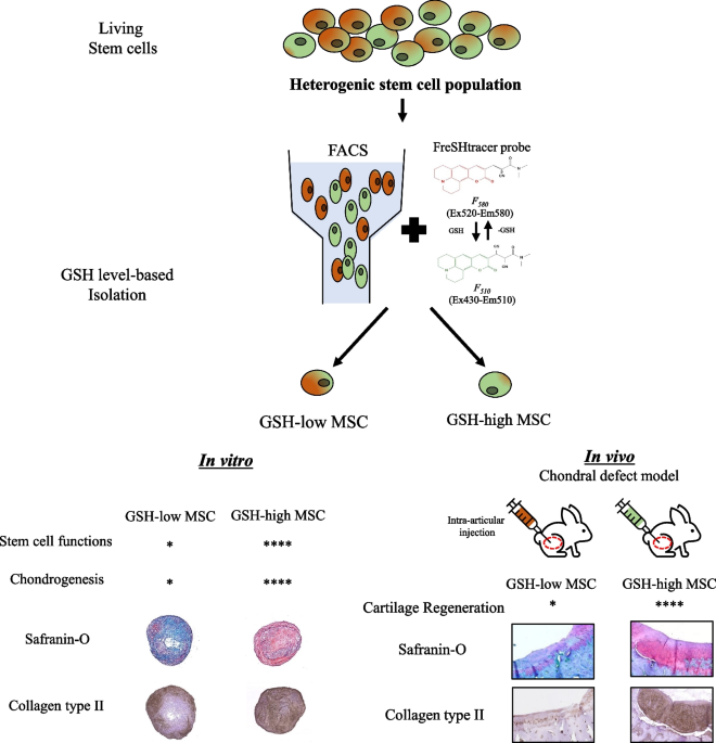 glutathione levels in cells High-glutathione mesenchymal stem cells isolated using the FreSHtracer  probe enhance cartilage regeneration in a rabbit chondral defect model |  Biomaterials Research