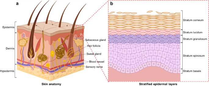 Ready-to-use ex vivo human skin models for cosmetic testing