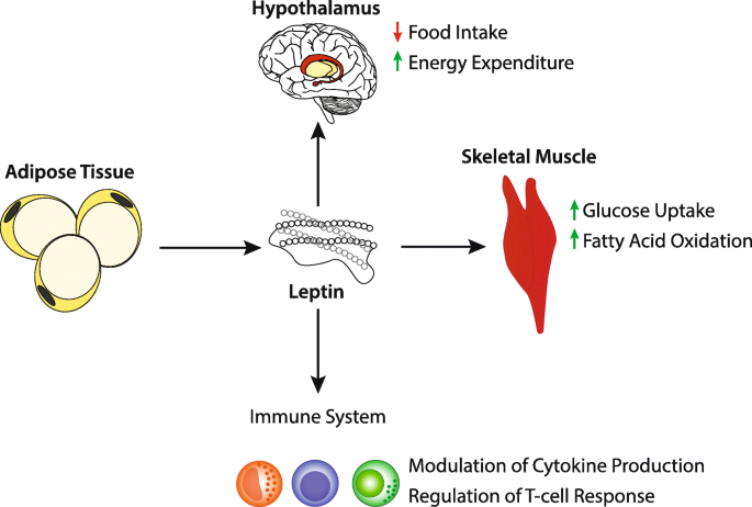 Intermittent fasting: is there a role in the treatment of diabetes? A  review of the literature and guide for primary care physicians, Clinical  Diabetes and Endocrinology