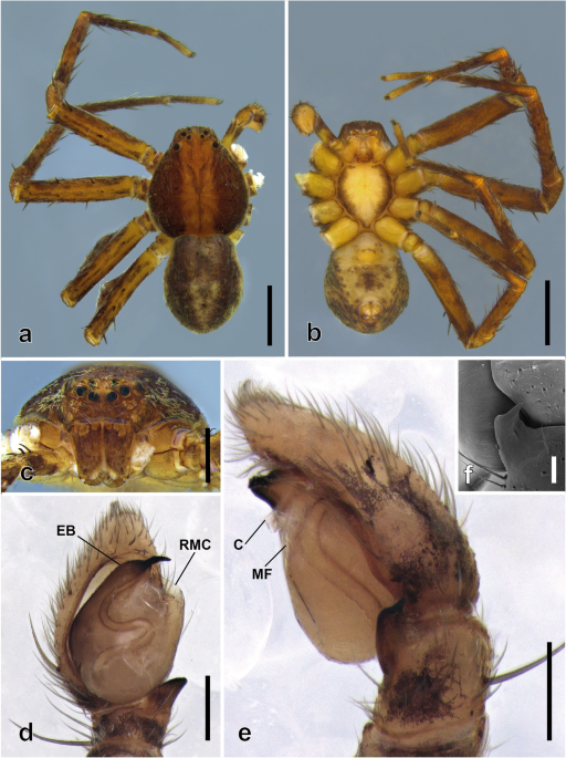 Spider with long striped legs - Philodromus 