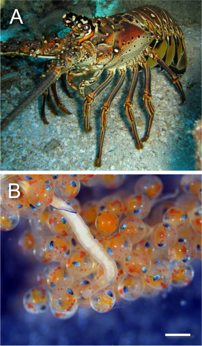 The effect of the egg-predator Carcinonemertes conanobrieni on the  reproductive performance of the Caribbean spiny lobster Panulirus argus, BMC Zoology