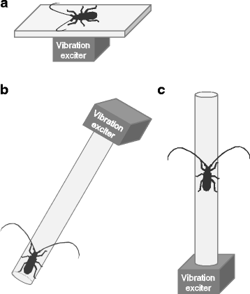 Substrate vibrations mediate behavioral responses via femoral chordotonal  organs in a cerambycid beetle, Zoological Letters