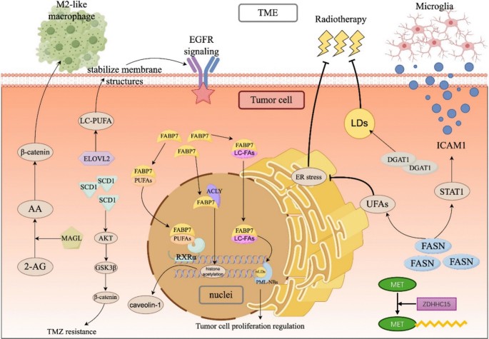 glutathione mlm Fatty acid metabolism in glioma: a review of novel targets and therapeutic strategies | Chinese Neurosurgical Journal ✨ Mein persönliches Fazit Size:360 Tablets shop