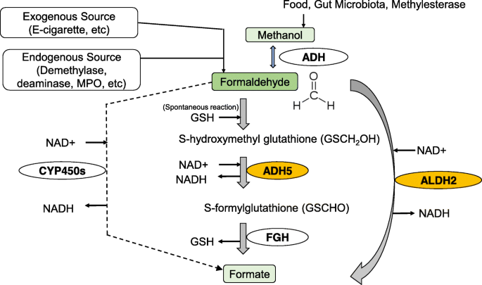 glutathione formaldehyde detoxification The failure of two major formaldehyde catabolism enzymes (ADH5 and ALDH2)  leads to partial synthetic lethality in C57BL/6 mice | Genes and  Environment