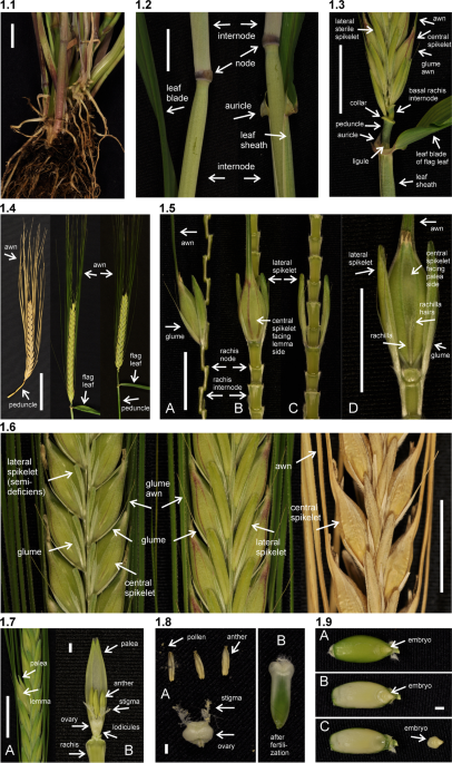 A guide to barley mutants | Hereditas | Springer Nature Link
