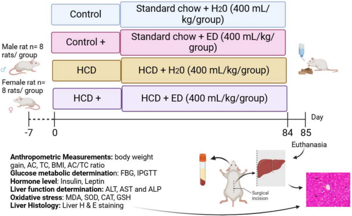 Sex-specific effects of high-carbohydrate diet and energy drink consumption on energy homeostasis, oxidative stress, and liver integrity in Wistar rats | Nutrire | Springer Nature Link Sex-specific effects of high-carbohydrate diet and energy drink consumption on energy homeostasis, oxidative stress, and liver integrity in Wistar rats | Nutrire | Springer Nature Link