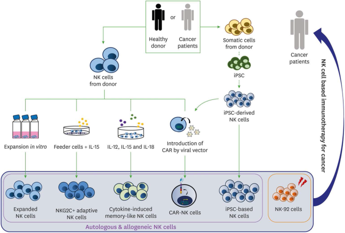 How to Test Human-Specific Combination Immunotherapies In Vivo