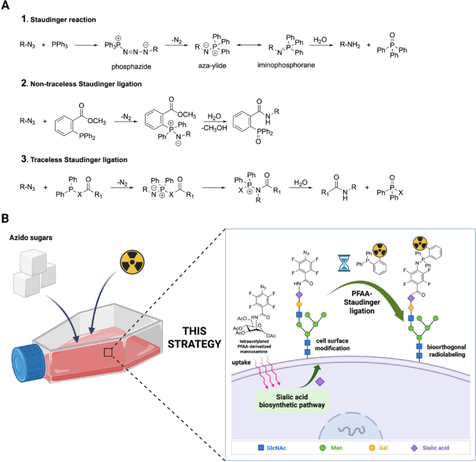 Aluminum-[18F]fluoride radiolabeling of triarylphosphines for cell labeling  via the perfluoroaryl azide Staudinger ligation | EJNMMI Radiopharmacy and  Chemistry | Springer Nature Link