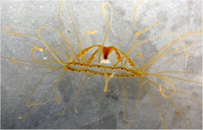Distribution of the highly toxic clinging jellyfish Gonionemus sp. around  the island of Martha's Vineyard, Massachusetts, USA | Marine Biodiversity  Records | Full Text