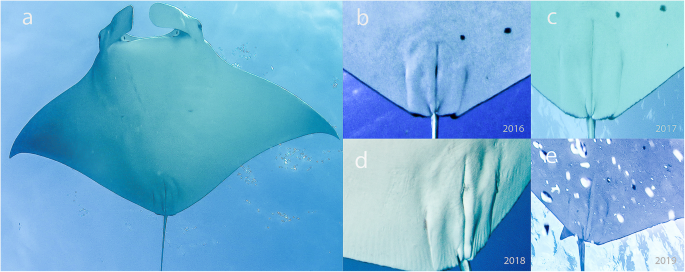 Sightings trends and behaviour of manta rays in Fernando de Noronha  Archipelago, Brazil, Marine Biodiversity Records