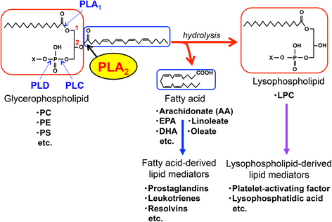 Metabolic regulation by secreted phospholipase A2 | Inflammation and  Regeneration | Full Text
