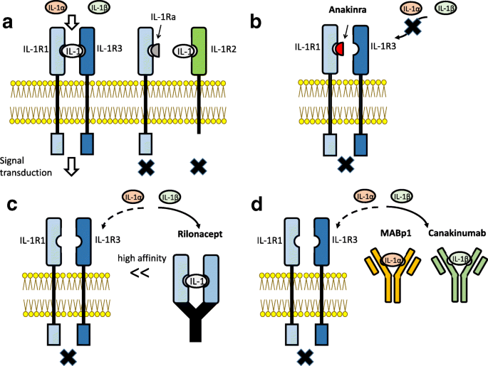 The role of interleukin-1 in general pathology | Inflammation and  Regeneration | Full Text