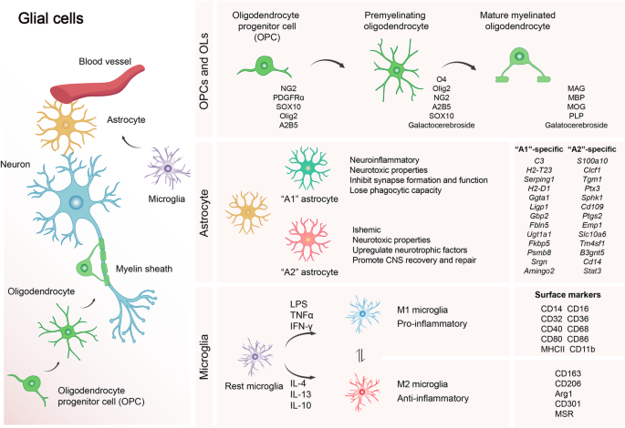 Glial Cells: Types and Functions