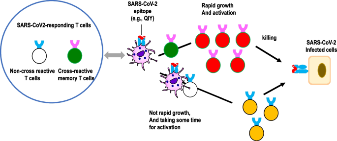 Antibody and CD8+ T Cell Responses: How the Delta Variant Evades Immunity?