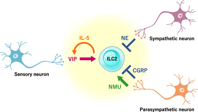 Frontiers  Neuroimmune Interactions and Rhythmic Regulation of Innate  Lymphoid Cells