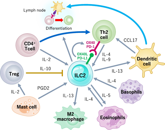 Frontiers  Neuroimmune Interactions and Rhythmic Regulation of Innate  Lymphoid Cells