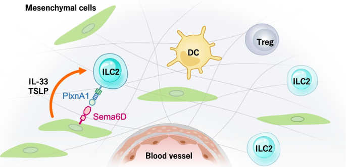 Frontiers  Neuroimmune Interactions and Rhythmic Regulation of Innate  Lymphoid Cells