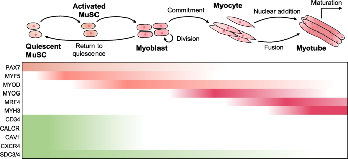 Beyond the bulk: overview and novel insights into the dynamics of muscle satellite  cells during muscle regeneration | Inflammation and Regeneration | Springer  Nature Link